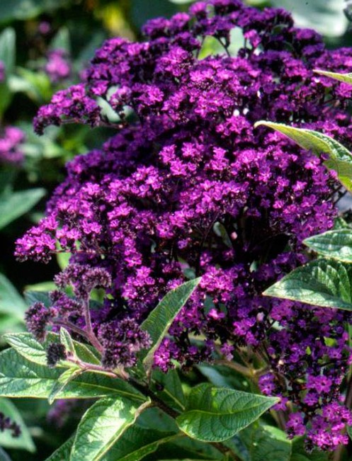 Heliotrope - Dark Purple Flowers