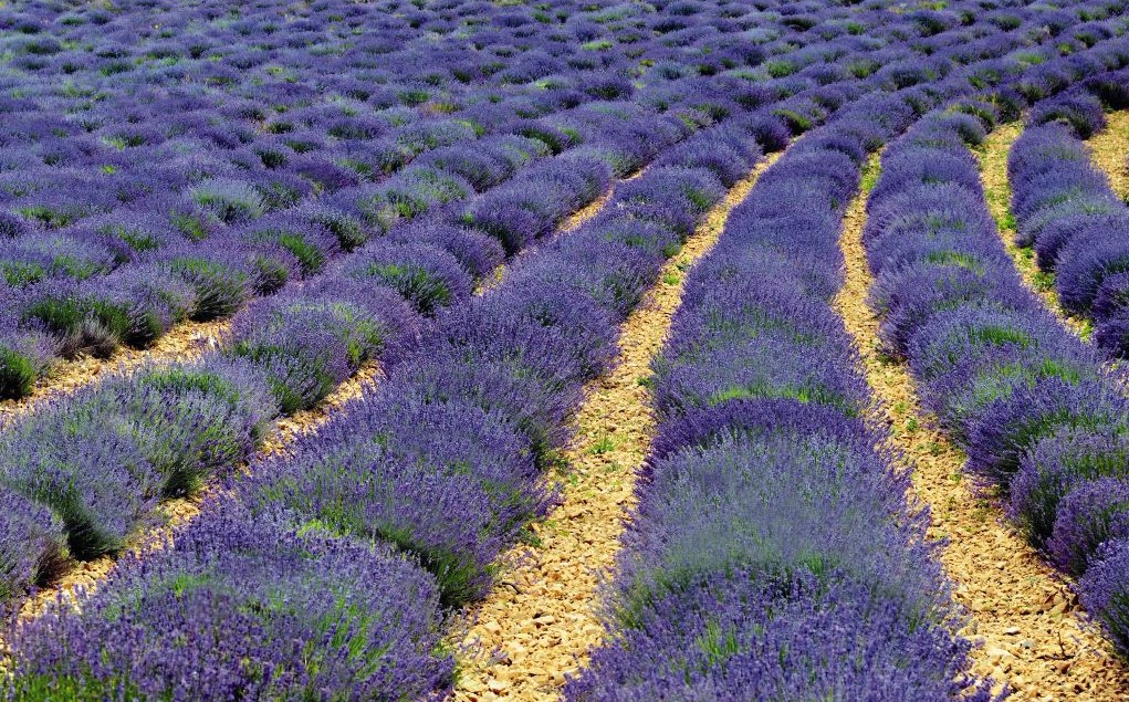 Landscape Lavender Garden