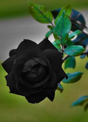 Meaning of Black Roses