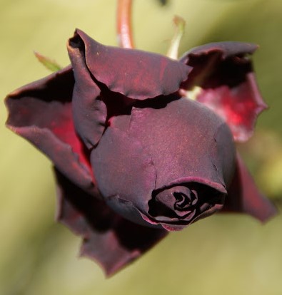 Meaning of Burgundy Rose