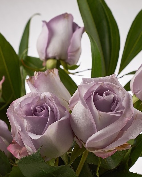 Meaning of Lavender Roses