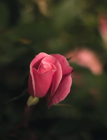 Meaning of Pink Roses