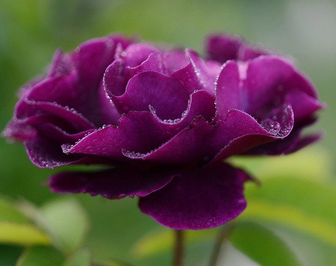 Meaning of Purple Roses