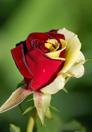 Color of Roses Meaning - Meaning of Rainbow Roses
