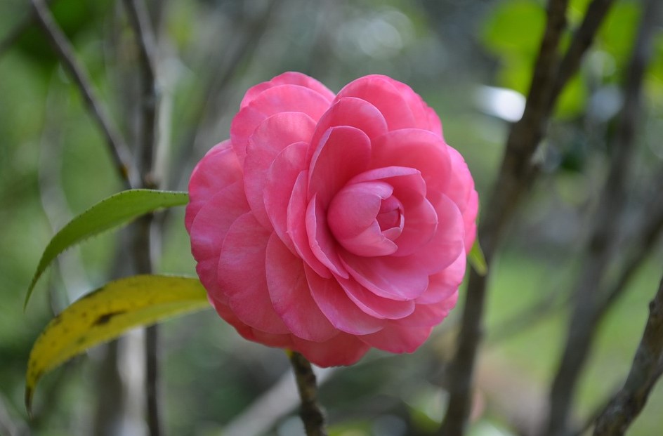 Most Beautiful Camellia Flowers