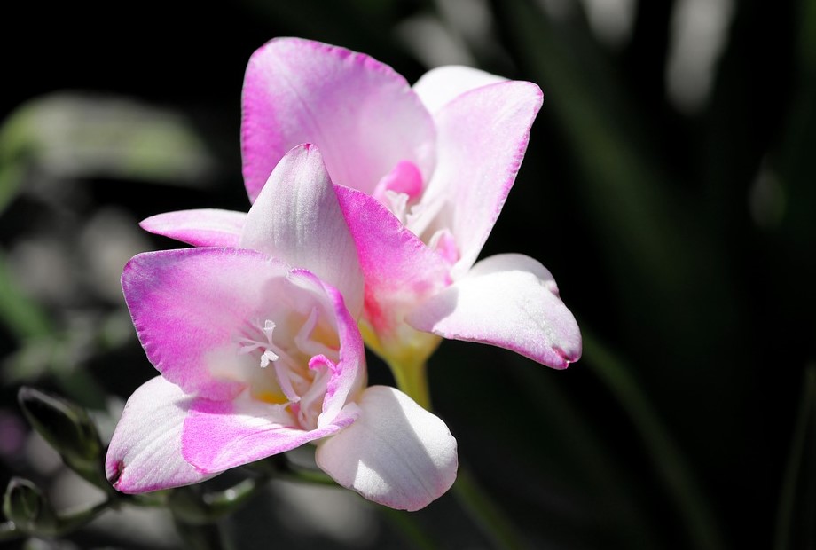 Most Beautiful Freesia Flowers