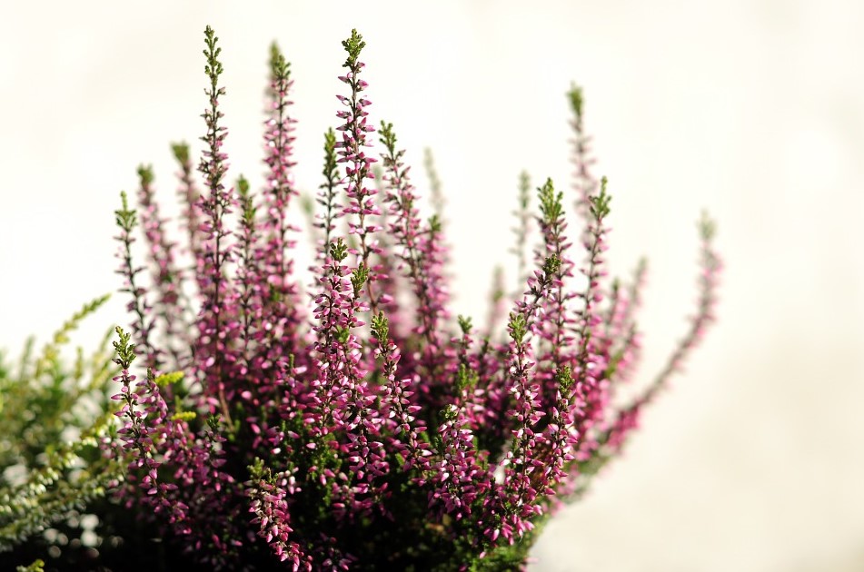 Most Beautiful Heather Flowers