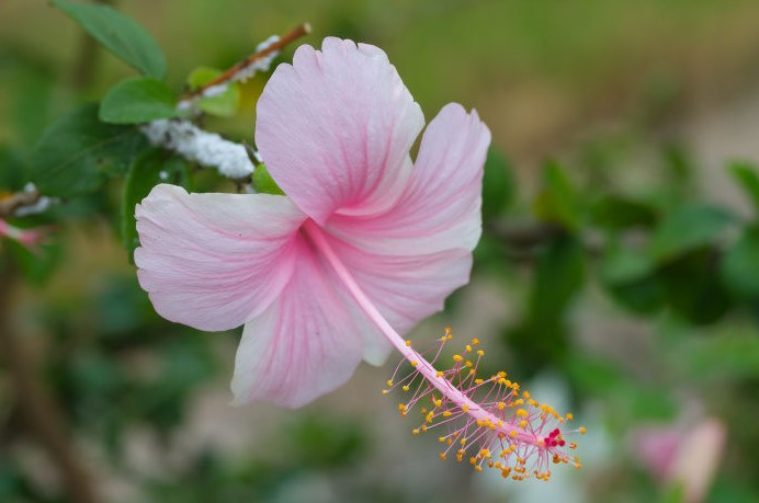 Most Beautiful Hibiscus Flowers