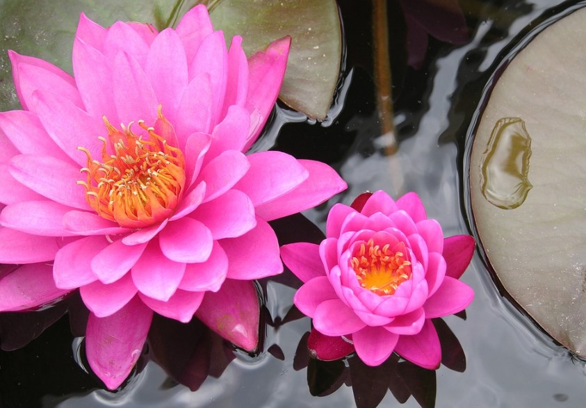 Most Beautiful Lotus Flowers