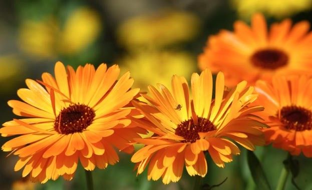 Most Beautiful Marigold Flowers