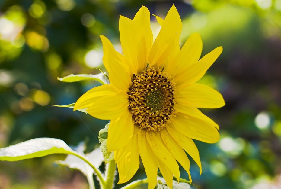 Most Beautiful Sunflower