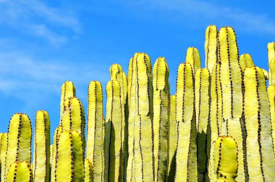 Organ Pipe Cactus Plants