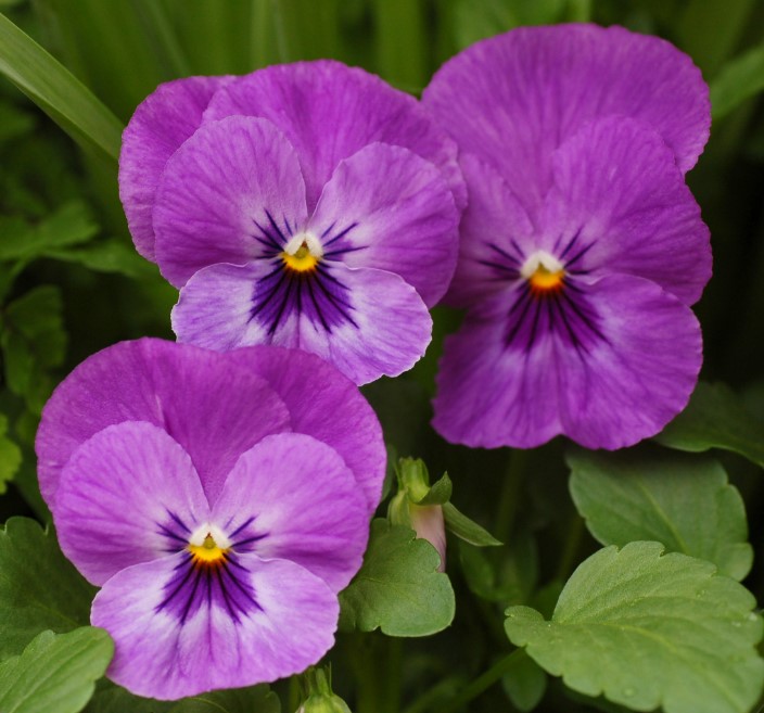 Purple Pansy - Purple Flowers Pictures