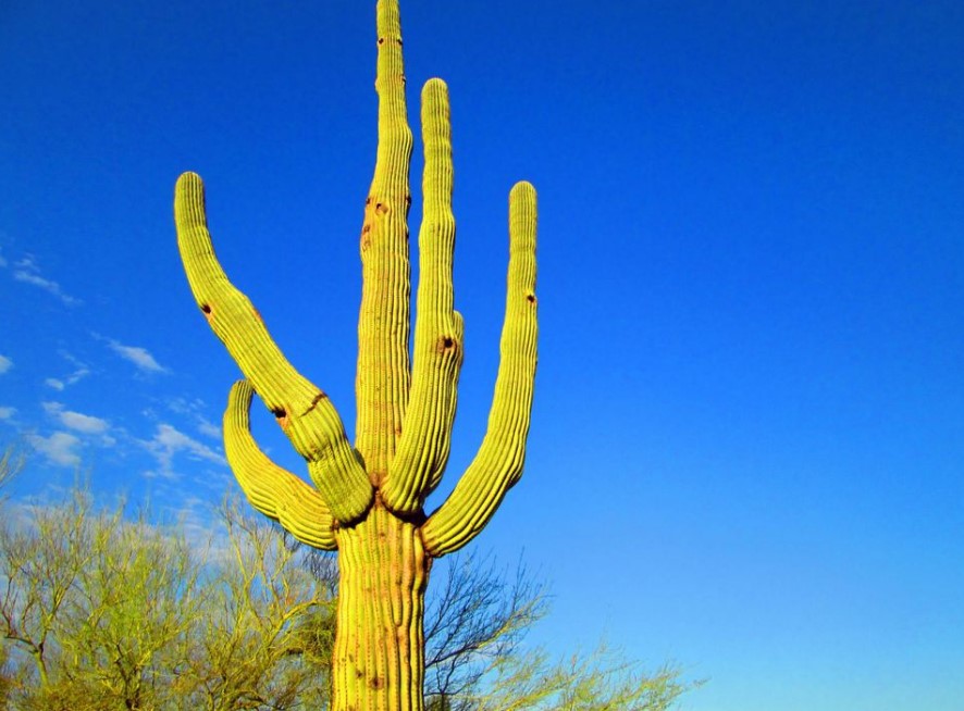 Saguaro Cactus Plant