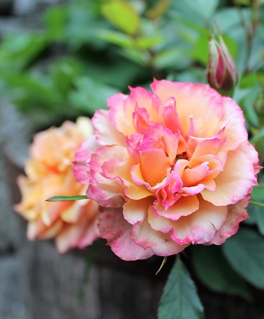 The Meaning of Peach Roses