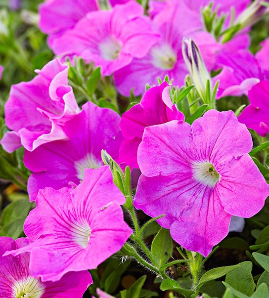 Light Purple Flowers - Wave Pink Petunia