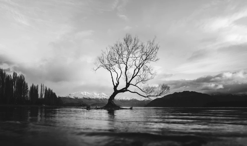 Erico Marcelino - The Wanaka Tree, New Zealand