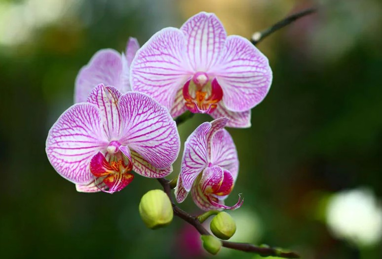 Most Beautiful Orchid Flower
